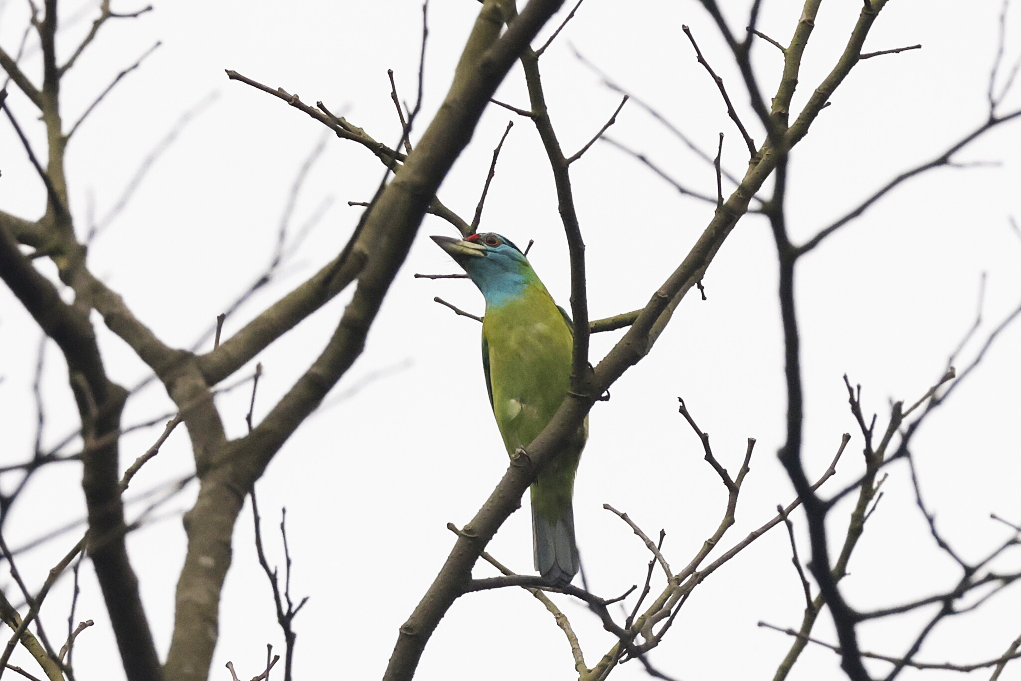 Blue-throated Barbet (Psilopogon asiaticus), photo 3