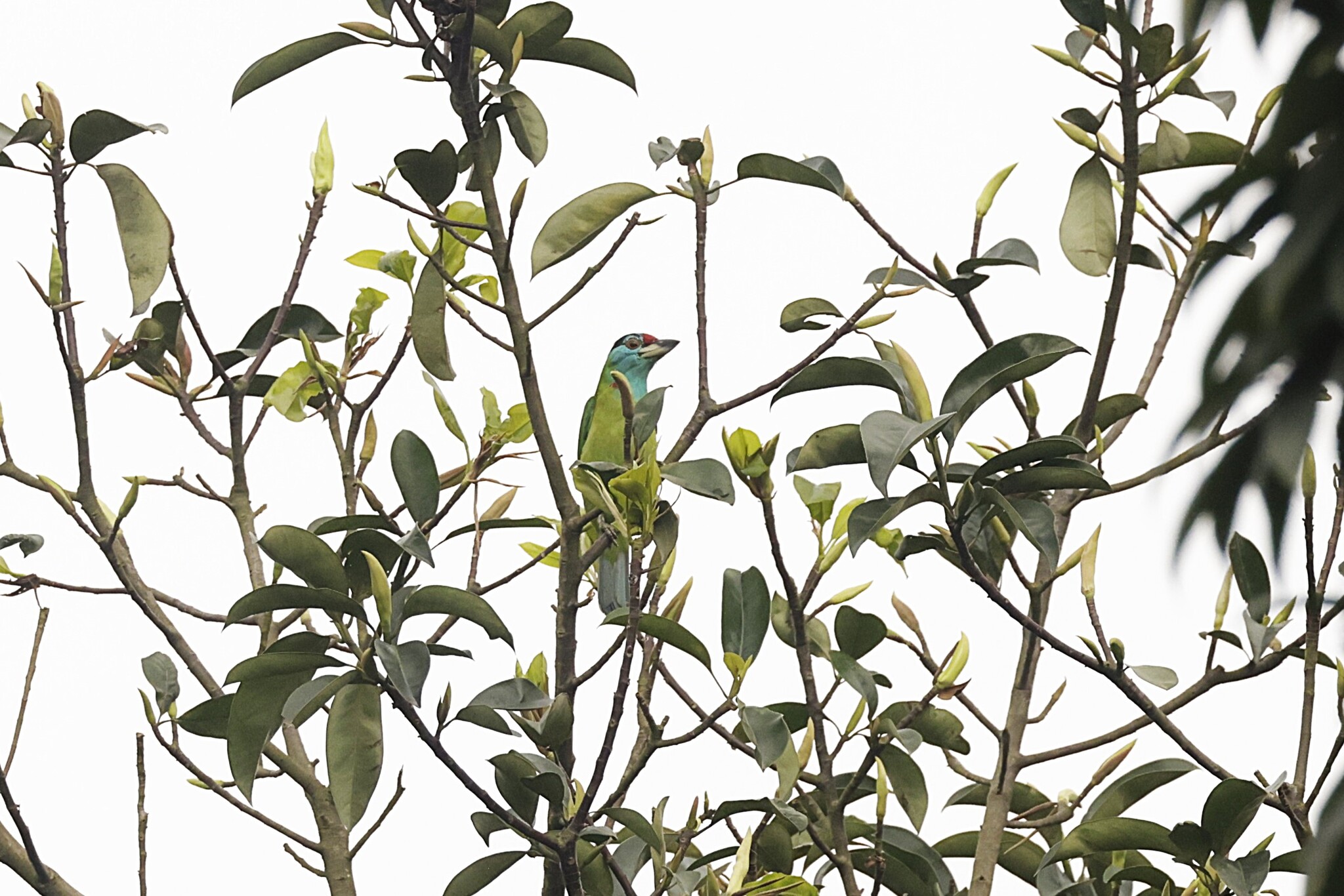 Blue-throated Barbet (Psilopogon asiaticus), photo 4