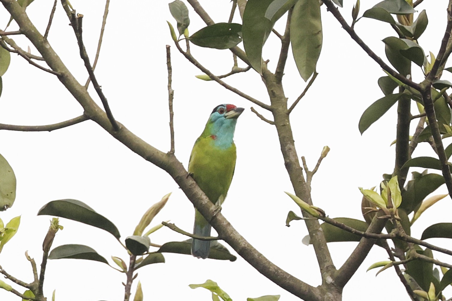 Blue-throated Barbet (Psilopogon asiaticus), photo 6