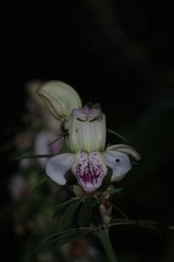 Justicia adhatodoides