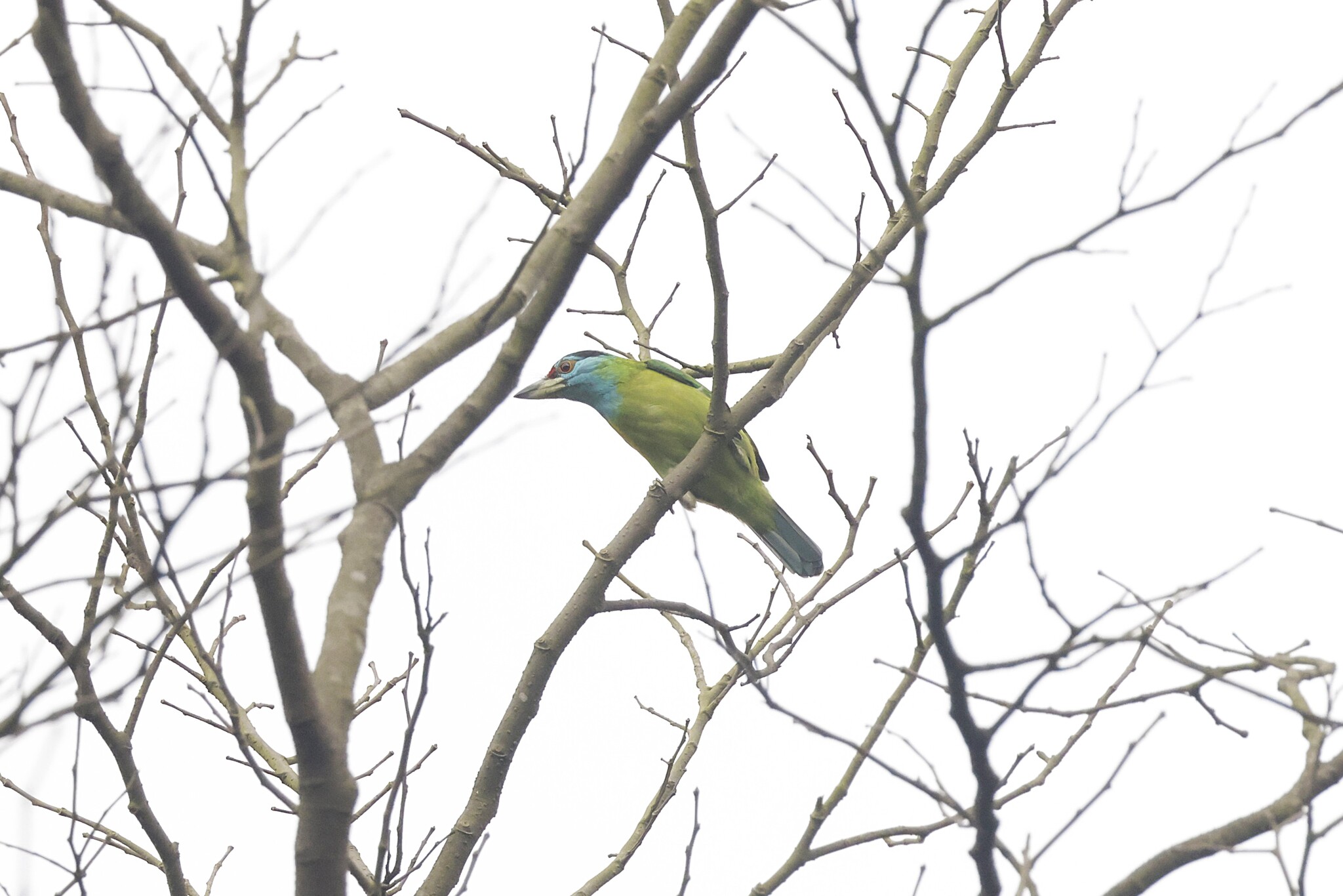 Blue-throated Barbet (Psilopogon asiaticus), photo 7