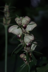 Justicia adhatodoides