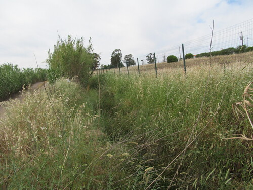Avena barbata iNat (3)