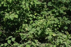 Helinus integrifolius