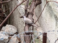 Streptopelia decaocto