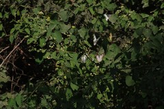 Helinus integrifolius