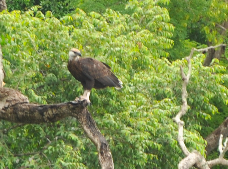 Madagascar Fish-Eagle illustration