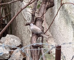 Streptopelia decaocto