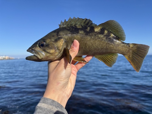 Olive rockfish (Sebastes serranoides) — Sebastidae — 2