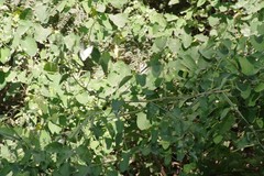 Helinus integrifolius