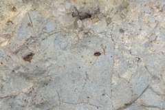 Corylophidae