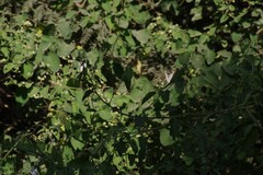 Helinus integrifolius