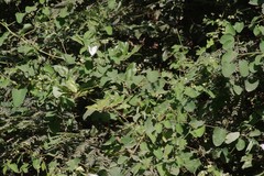 Helinus integrifolius