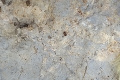 Corylophidae