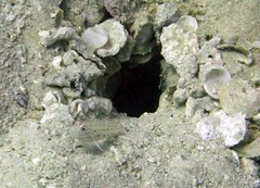 Ctenogobiops crocineus