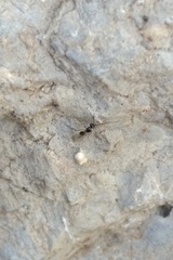 Diapriinae