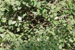 Helinus integrifolius