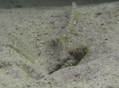 Ctenogobiops crocineus