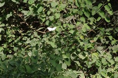 Helinus integrifolius