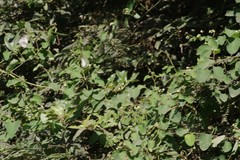 Helinus integrifolius