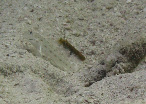 Saffron shrimpgoby (Ctenogobiops crocineus) — Gobiidae — 5