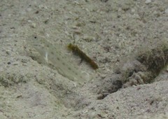 Ctenogobiops crocineus