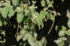 Helinus integrifolius