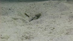 Gnatholepis caudimaculata