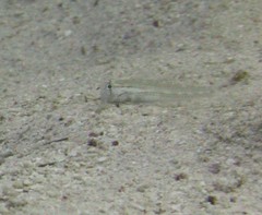 Gnatholepis caudimaculata