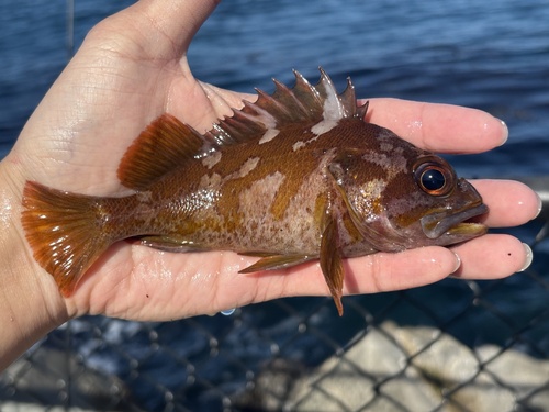 Gopher rockfish (Sebastes carnatus) — Sebastidae — 3