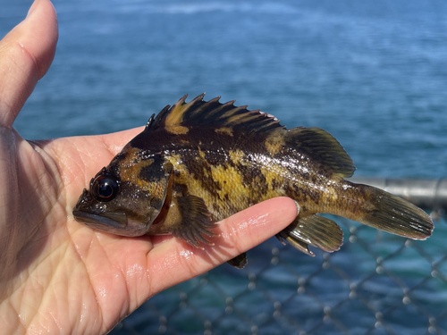 Black-and-yellow rockfish (Sebastes chrysomelas) — Sebastidae — 2