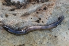 Microplana terrestris