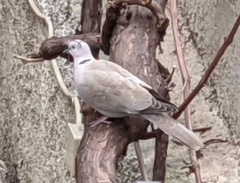 Streptopelia decaocto