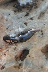 Microplana terrestris