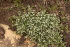 Senecio seminiveus