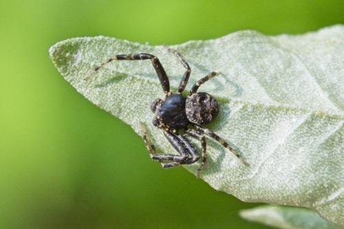 Multicolored Bark Crab Spider photo 5