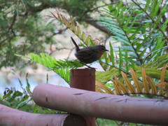 Scelorchilus rubecula