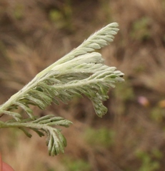 Senecio seminiveus