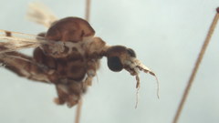 Dicranophragma fuscovarium