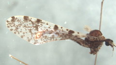 Dicranophragma fuscovarium