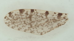 Dicranophragma fuscovarium