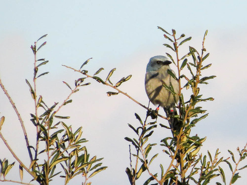 Aphelocoma coerulescens