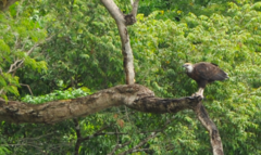 Haliaeetus vociferoides