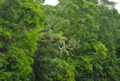 Haliaeetus vociferoides