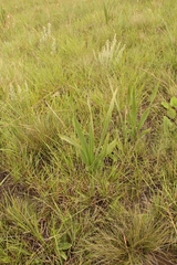 Hypoxis rigidula