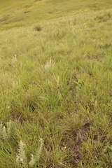 Hypoxis rigidula