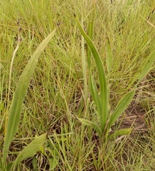 Hypoxis rigidula