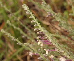 Jamesbrittenia pristisepala