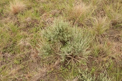 Jamesbrittenia pristisepala