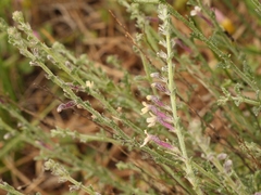 Jamesbrittenia pristisepala